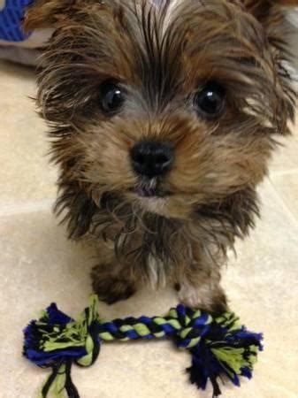 Teacup Yorkies for Sale in PA