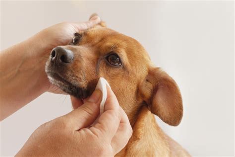  Tear Stains Dogs and cats have a duct that runs from the inner corner of the eye down through the nose
