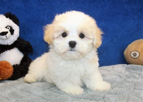  Teddy Bear Puppies For Sale