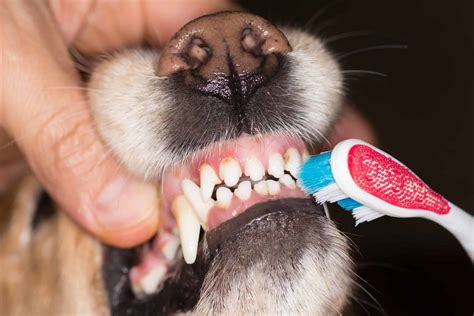  Teeth should be brushed regularly using a canine-specific toothpaste