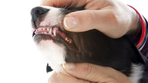  Teething puppies will often chew on and swallow almost anything they can get their mouths on