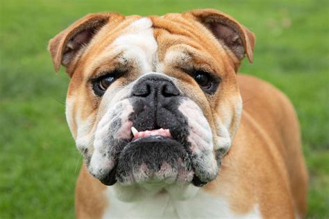  Temperament: English Bulldogs are low energy, laid back