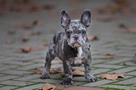  Temperament French bulldogs with grey coats have the same calm, amiable disposition as those with other coat colors