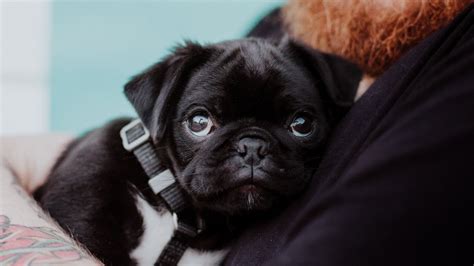  Temperament Pugs are bred to be companion puppies and will love to spend their days by your side