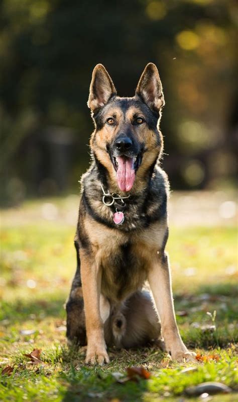  Temperament The German Shepherd is extremely loyal and very family orientated