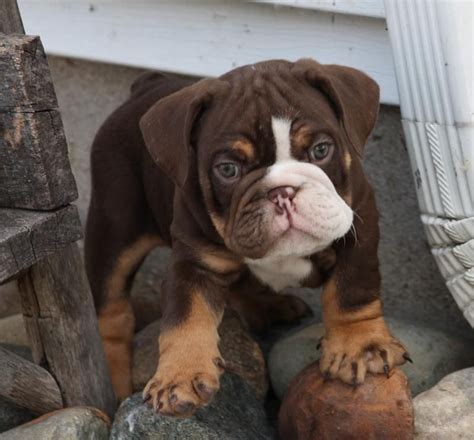  Temperament and Personality Beyond their striking appearance, Chocolate Bulldogs are known for their delightful temperament