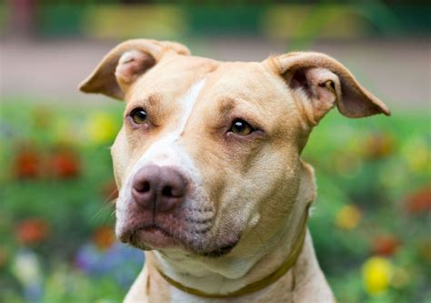  Temperaments of other Pitbull breeds, like the American Staffordshire Terrier, have never been called into question