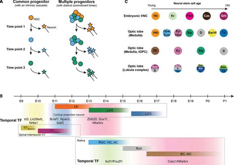  Temporal patterning in neurogenesis. (A) Generating distinct neurons