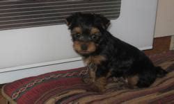  Terrier Will grow to be around 20 lbs Great with kids and other animals Will come dewormed,vet checked and with 1st shots