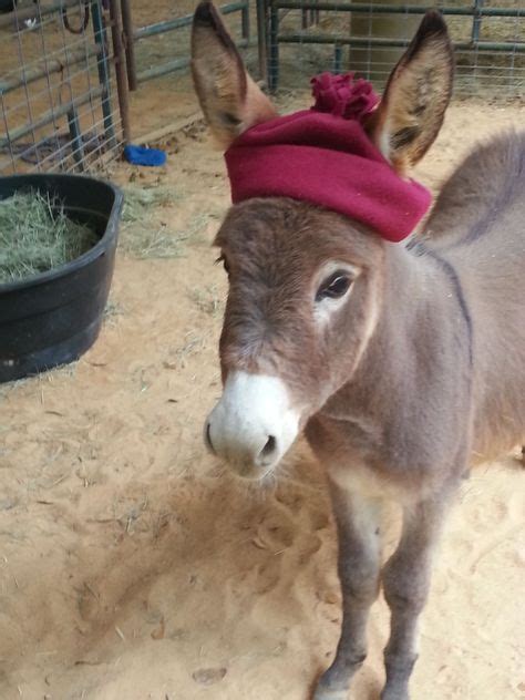  Testimonials from new "Donkey Parents" Links