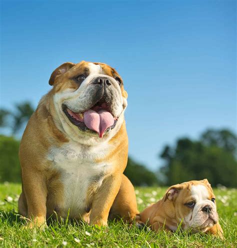  Texas is a great place to live with an English bulldog