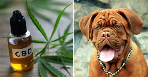  Thank you! Whether you have a gerbil or a mastiff, CBD can help pets be healthy and happy, and may even support a pet if it has health issues
