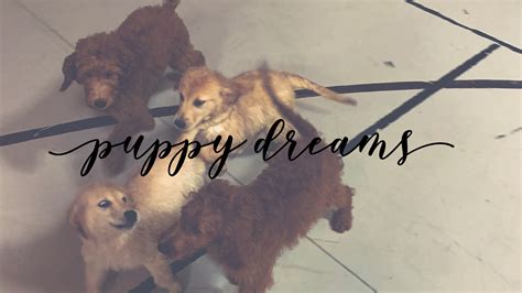  Thank you for making my puppy dreams come true! Step 1: Find Your Puppy Whenever we have a new litter ready to adopt, we post each puppy here on our website as well as our Facebook page