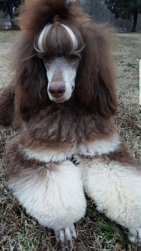  Thank you for visiting AnimalWised! If you want to read similar articles to 10 Haircuts for Poodles, we recommend you visit our Beauty tips category
