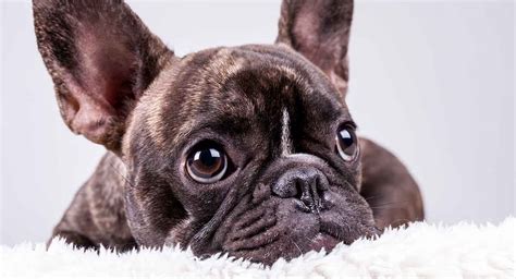  Thank you for your question, we hope we can continue giving you valuable information about the Frenchie dog breed