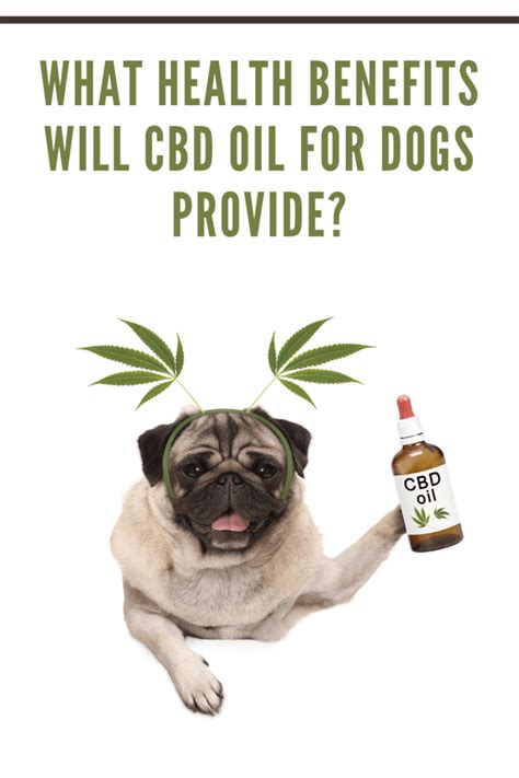  Thankfully, CBD oil might support healthy joint function and enhance mobility in aging dogs