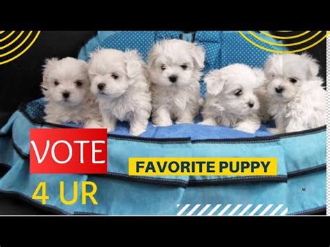  Thanks Jackie 3 Thanks for your vote! I put a hefty deposit on a Maltese and the entire litter died