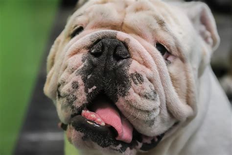  Thanks to their breathing issues, the English bulldog should never be fitted with any sort of training collar