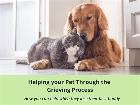  That is a lot of strangers who are on the side of finding and helping your pet return home