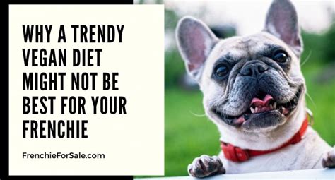  That is not to say that every Frenchie is the same and yours might do well with free feeding