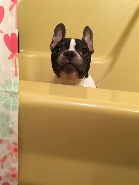  That is why you do not bathe your Frenchie more than once a month