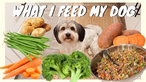  That means you need to provide your dog with top quality foods