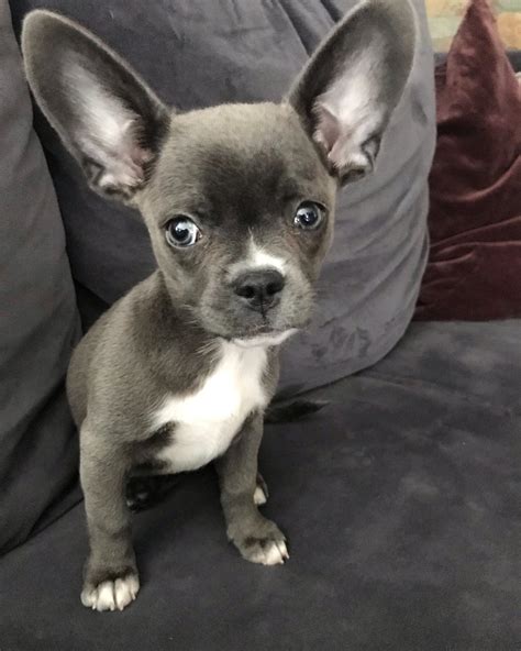  That said, as a mix between Chihuahua and French Bulldog parents, you can expect French Bullhuahuas to be on the small side