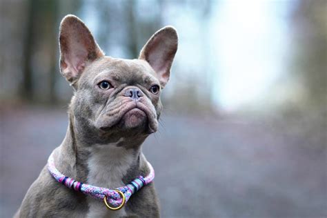  That spot would probably go to either the lilac Frenchie or the isabella Frenchie , both of which are extremely hard to find, and also extremely expensive