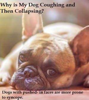  That usually results in a dog losing consciousness, collapsing over on its side, having muscle cramps, tremors, frequently shrieking, and losing control of its intestines and bladder
