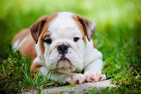  That way, the new owners of the English bulldog puppies can continue with the same process