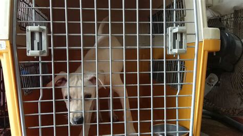  That way he will learn that being crated is not a big deal Warning: if you open the crate door whilst your puppy is howling, he will howl longer and harder next time! Build up slowly to a minute, then two minutes, then three, five, seven, ten, fifteen minutes and so on