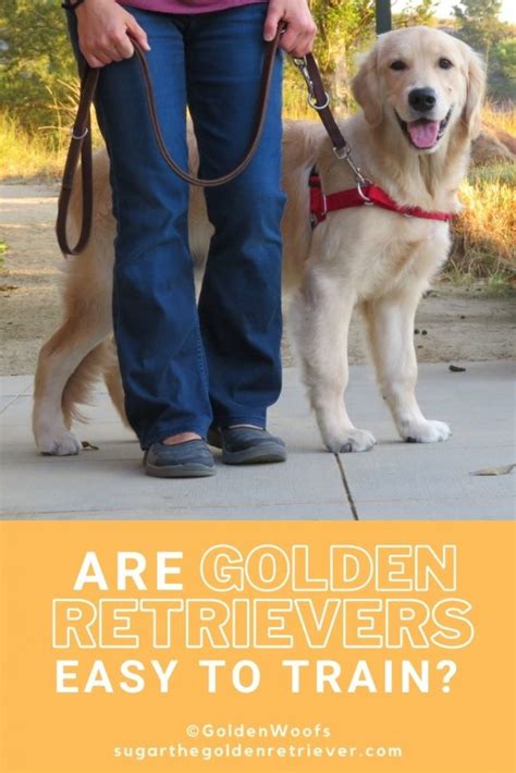  The 8th month is perfect for training your Golden to go to different places upon hearing the command word