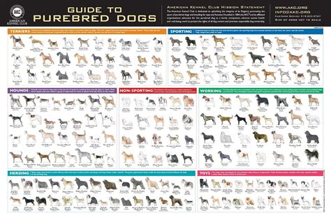  The AKC recognizes over dog breeds and rated the Bulldog as 2 for the best family dog breed