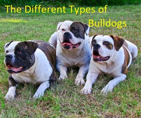  The AKC recognizes the breed simply as the bulldog