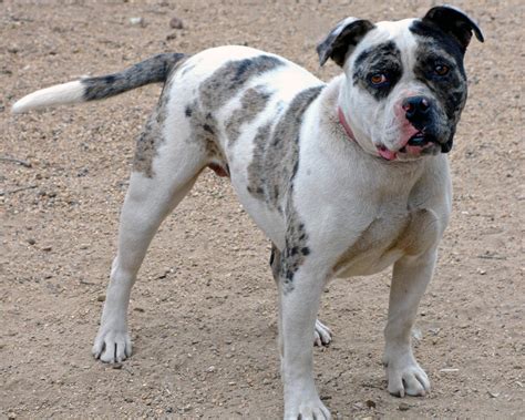  The Alapaha Blue-Blood Bulldog is maybe not the best choice for an inexperienced dog owner