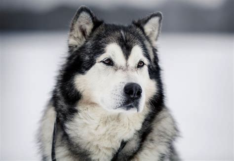 The Alaskan Malamute breed is believed to be descended from the dogs of hunters in the Paleolithic period