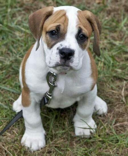  The American Bulldog Beagle sheds heavily, but its short coat makes it easy for owners to groom