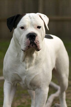  The American Bulldog became a utility player, stepping in to accomplish many tasks, such as guarding livestock and catching cattle and feral pigs