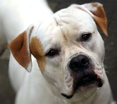  The American Bulldog does not do well when left alone for prolonged periods of time
