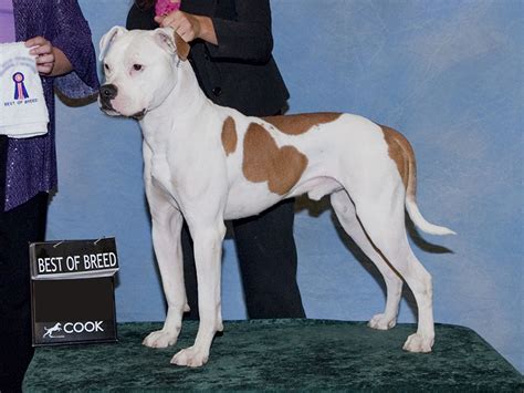  The American Bulldog has also been used as a guard and in hunting bear, wild boar, squirrel, and raccoon