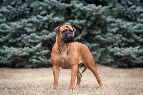  The American Bulldog is a large, muscular breed of mastiff-type that was used as stock dogs, catch dogs, and guardians on farms and ranches