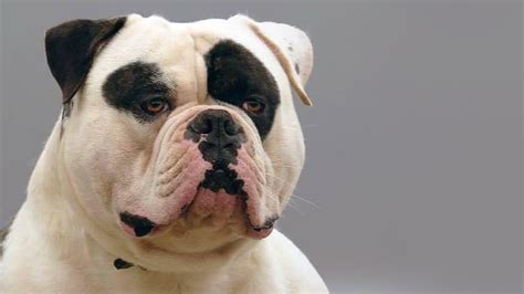  The American Bulldog is a taller, leaner dog than the English Bulldog