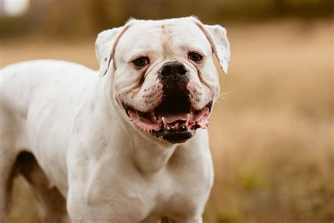  The American Bulldog is affectionate and adores their families