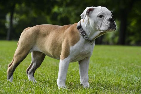  The American Bulldog is an athletic and high-energy dog breed
