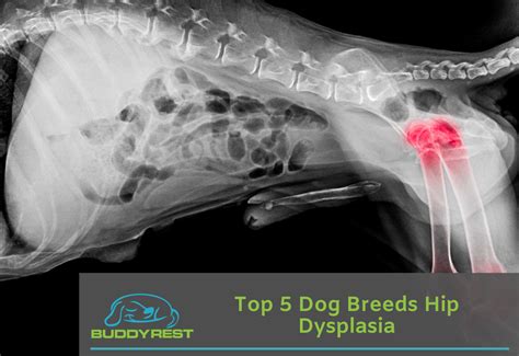  The American Bulldogs undergo certain medical conditions: Hip Dysplasia is one of the most skeletal conditions in dogs