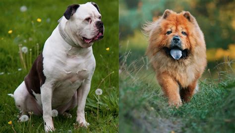  The American Chow Bulldog cannot handle extreme weather because of its dense coat