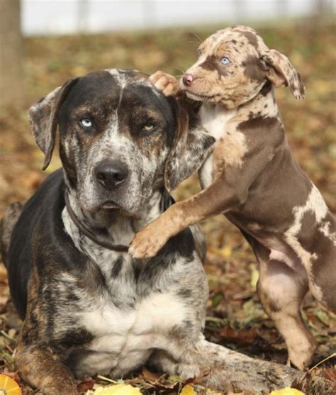  The American Kennel Club does not currently recognize the Catahoula Bulldog, but other notable dog organizations do