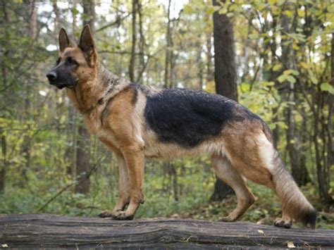  The American Kennel Club recognized the German Shepherd in , and the species has been one of the most popular dog breeds in the United States ever since