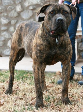  The American Mastiff may develop genetic health issues common to American Pit Bull Terriers and any Mastiff-type breeds, and it will help to research the common illnesses those types of breeds can catch