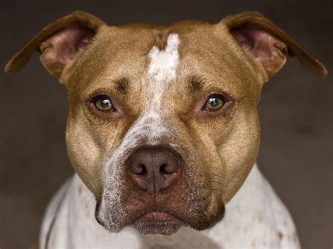  The American Pit Bull Terrier is, therefore, very quickly used from the beginning of the 20th century for work and excels in various fields; police dog, search for narcotics, search for survivors in the rubble, but also as a war dog
